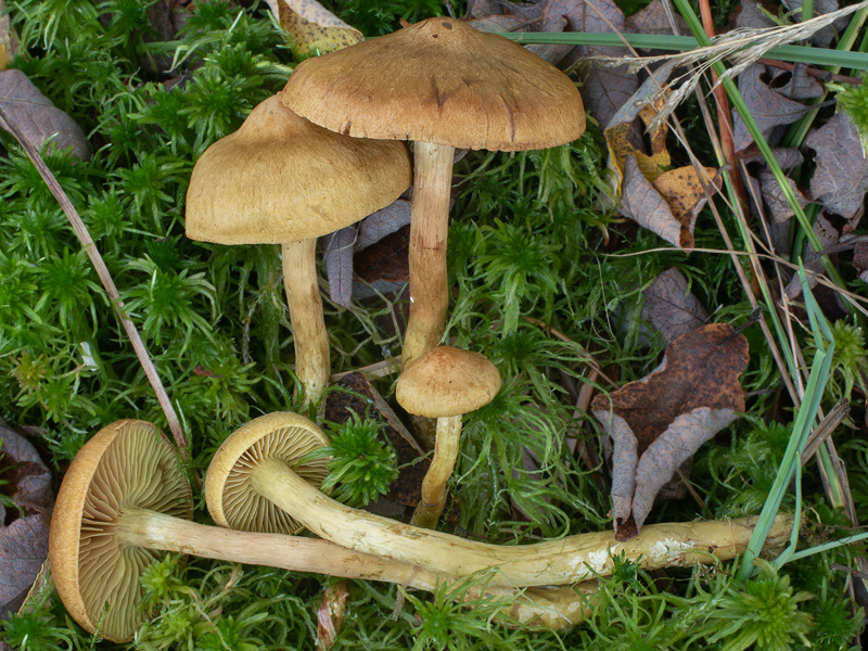 Cortinarius cinnamomeoluteus